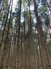 tall pine forest