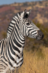 Fototapeta na wymiar Zebra on Africa Safari in the Wild