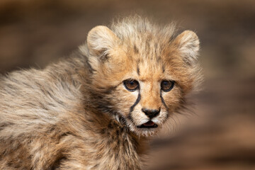 Obraz na płótnie Canvas Cheetah Cub in Africa for Safari Dream