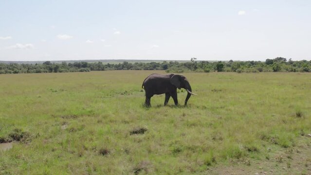 Drone video of lone elephant grazing in the Maasai Mara national park, Kenya
