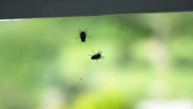 Two flies hanging out on a glass window - one circling the other