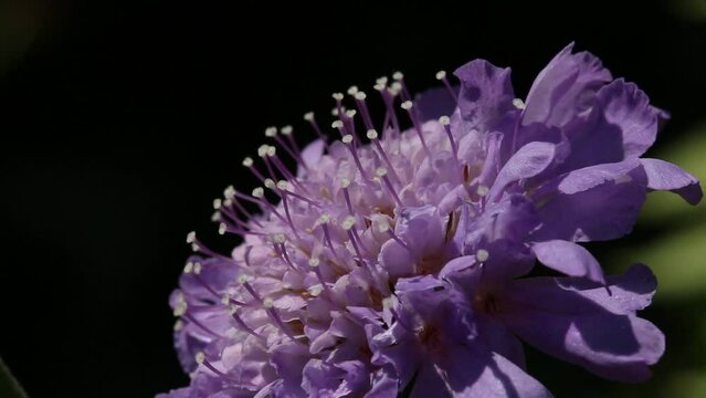 Closeup of Scabious flower showing stamens etc. England. UK