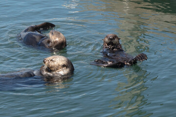 Fototapeta premium Trio of Sea Otters in Pacific ocean