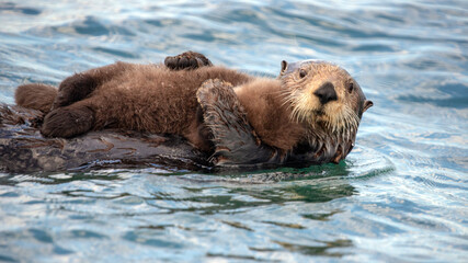 Sea otter mother protectively holding her baby on stomach while swimming in ocean