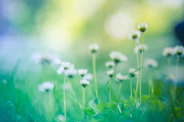 Foto op Canvas Abstract soft focus daisy meadow landscape. Beautiful grass bloom fresh green sunshine foliage. Tranquil spring summer nature closeup and blurred forest field background. Idyllic nature, happy flowers © icemanphotos