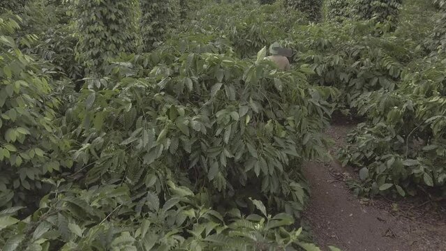 The Coffee plantation