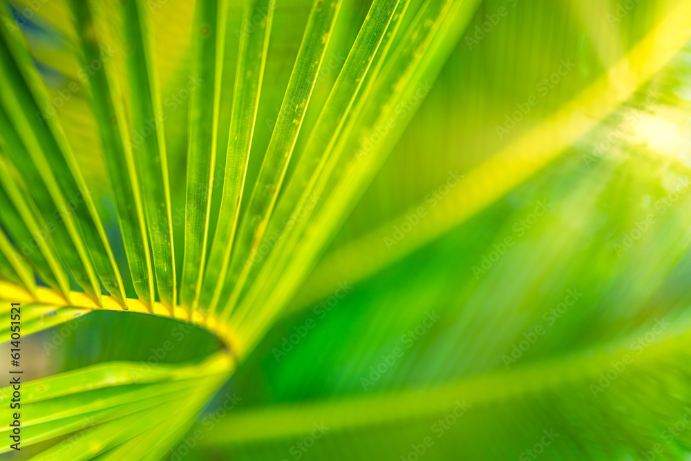 Sticker Beautiful abstract nature background, fresh green palm leaves, sunshine blurred lush foliage. Natural closeup summer plants wallpaper. Wellbeing palm leaf texture natural tropical green sunny pattern