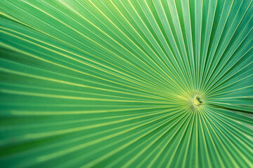 Beautiful abstract nature background, fresh green palm leaves, sunshine blurred lush foliage. Natural closeup summer plants wallpaper. Wellbeing palm leaf texture natural tropical green sunny pattern