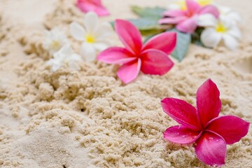 Fototapeta na wymiar plumeria flowers on sand