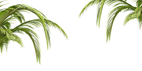 Fototapeta na wymiar isolated tree, bush, tropical and coconut palm leaves