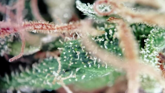Marijuana cannabis bud under microscope
