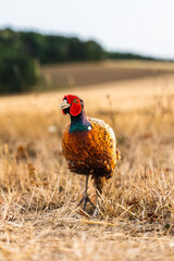 pheasant in the field