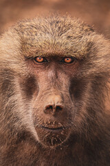 portrait of baboon