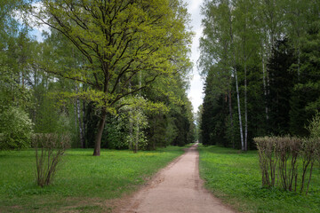 View of the alley in Pavlovsky Park on a sunny summer morning, Pavlovsk, St. Petersburg, Russia