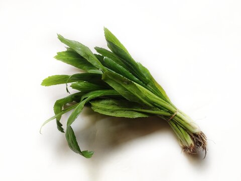 Sawtooth coriander or culantro in isolated background. Scientific name - Eryngium foetidum. It is widely used in seasoning, marinating and garnishing.