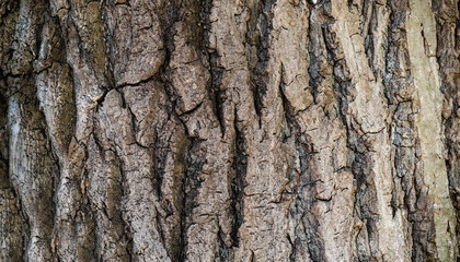 bark of a tree wood texture pattern background
