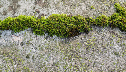 A damp wall. A white wall with lots of green damp moss and fungus texture background