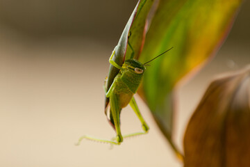 baby green grasshopper in the leaf, animal closeup, animal on leaf,