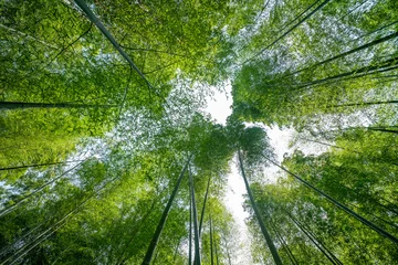 Foto op Plexiglas Chinese green bamboo forest © hrui