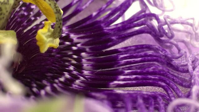 Close up macro Purple passionflower commonly known as maypop, purple passionflower, true passionflower, wild apricot, and wild passion vine.