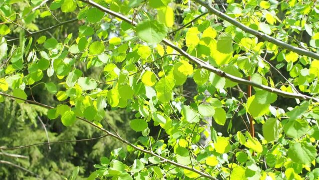 Forest footage. Soft plant branches sparkling in sunrise backlight. Plant background with green leaves. Leaves of Populus tremula, commonly called aspen movement in the wind, against the light.