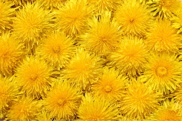 Texture of yellow dandelion flowers