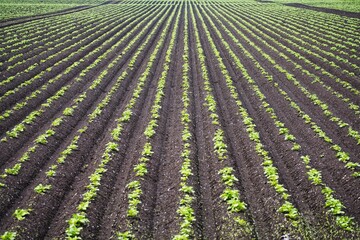 Fototapeta na wymiar Hokkaido, Japan - June 11, 2023: Potato field in Nakashibetsu, Hokkaido, Japan 