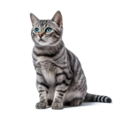 Poster cat images _ pet image _ animal images _ Indian animal images _ cat in isolated white background  © Prithu