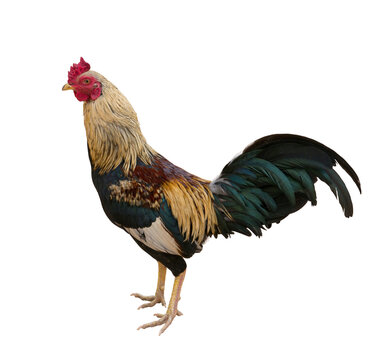 cock image _ animal image _ Indian animal image _ chicken images _ cock in isolated white background 
