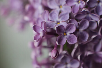 Fototapeta na wymiar Blurry floral background.A branch of blossoming lilac (syringa) flowers. Lilac background. Lilac closeup.