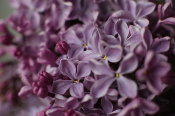 Blurry floral background.A branch of blossoming lilac (syringa) flowers. Lilac background. Lilac closeup.