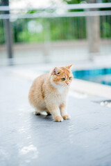 cute cat walks in the house by the pool fat cat cat eats a lot love for cats Intelligent and good-natured cat cat owner happiness