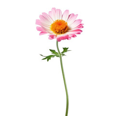pink daisy isolated on transparent background cutout