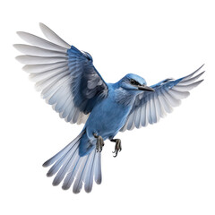 Blue Bird Flying Isolated Transparent