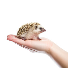 hedgehog in hands isolated on transparent background cutout
