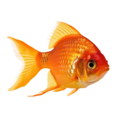 Fotobehang goldfish isolated on transparent background cutout © Papugrat