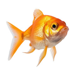 goldfish isolated on transparent background cutout