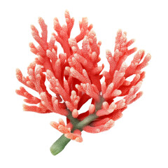 a color coral isolated on transparent background cutout