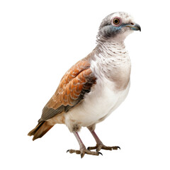 close up of a dove isolated on transparent background cutout