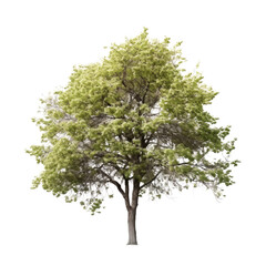 tree isolated on transparent background cutout