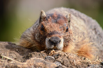 Close Up of Marmot