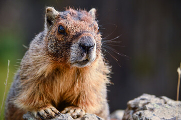 Attentive Marmot On Rock