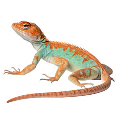 lizard isolated on transparent background cutout