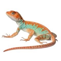Foto op Canvas lizard isolated on transparent background cutout © Papugrat