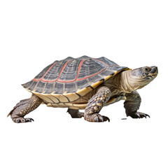 Obraz premium turtle isolated on transparent background cutout