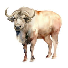 watercolor buffalo isolated on transparent background cutout