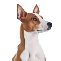 jack russell terrier isolated on transparent background cutout