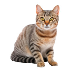 shorthair cat isolated on transparent background cutout