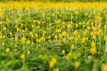 The bright yellow peanut flowers bloom on the bright green foliage, in the sunshine. Nature trees and beautiful flowers. Your cover photo and ideas.