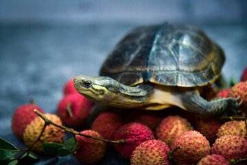 A yellow pond turtle crawls on a pile of Guiwei lychees. Summer Seasonal tropical fruits and reptile.